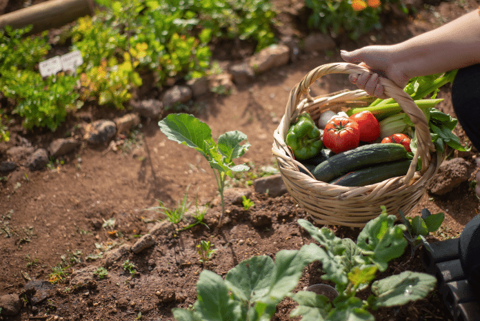 Le bonheur est dans le jardin! En ferez-vous un cet été? Je vous partage mes conseils pour vous lancer dans le jardinage et ainsi avoir toute la fierté de récolter et de manger vos propres fruits et légumes.