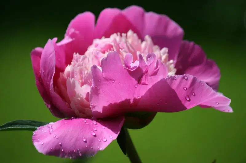 Merveilles fleurs nature