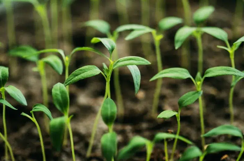 Semis pour le jardin ou pour le potager. 