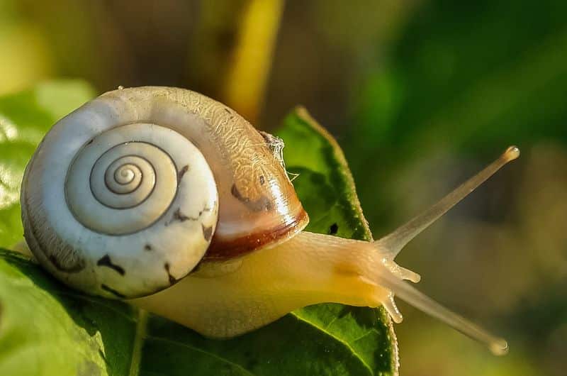 Vivre plus lentement est un art de vivre qui s'apprend et qui permet d'avancer en pleine présence. Un visuel au soutien d'un article du blog Pour un bonheur simple.