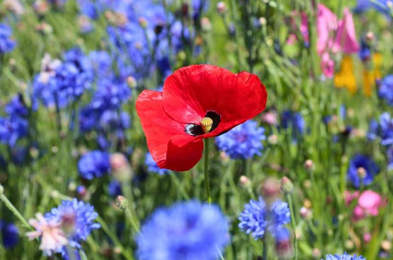 Vivre lentement pour mieux vivre, cela t'appelle? Dans cet article du blog Pour un bonheur simple, on s'intéresse au mode de vie slow life. Connecter à la nature s'insère bien dans ce mode de vie.