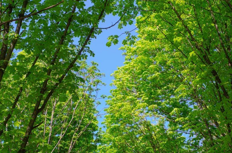 La nature, le plein air... juste mettre le nez dehors peut suffire à réduire la charge mentale.