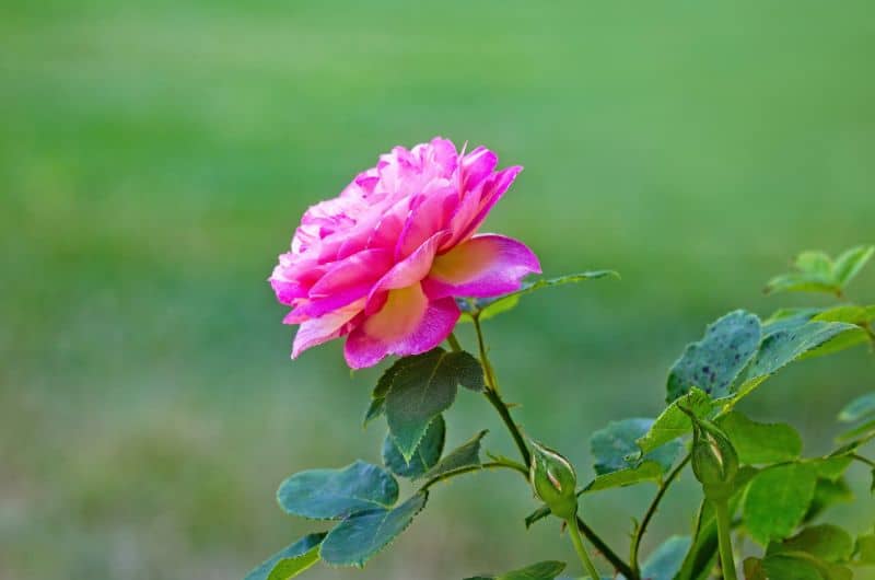 Les bons sentiments peuvent s'exprimer par des gestions, des fleurs et aussi par des petits messages doux. Un visuel au soutien d'un article du blog Pour un bonheur simple.
