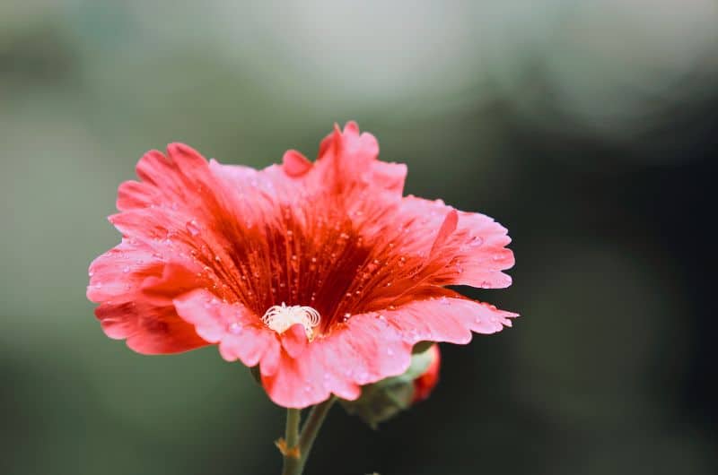 Prendre le temps d'apprécier la nature, les fleurs, les plantes et les jardins peut faire partie de bonnes habitudes d'un mode de vie plus slow. Un visuel au soutien d'un article du blog Pour un bonheur simple.