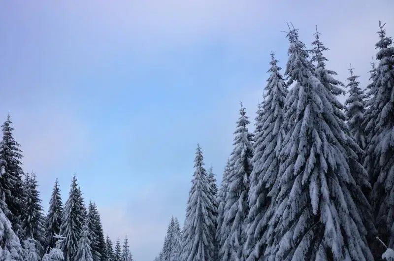 sapins enneigés hiver 
