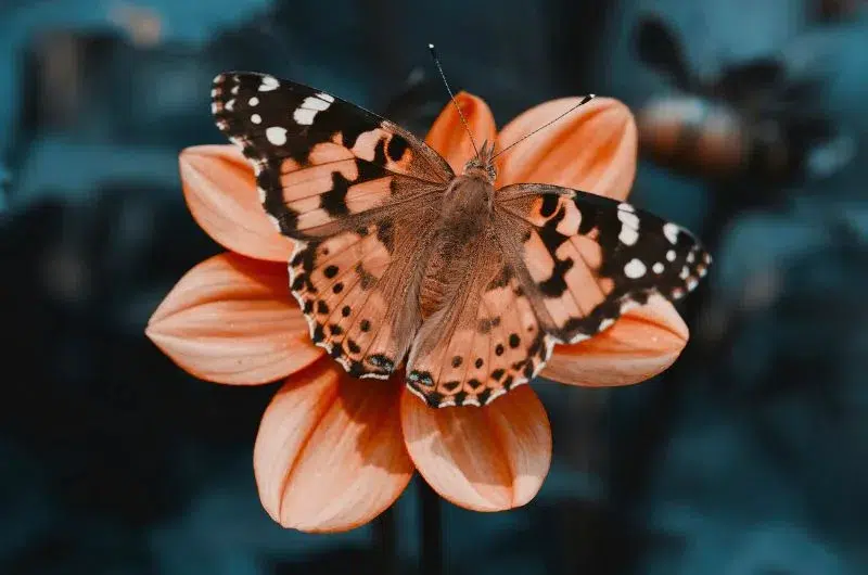 Papillon fleur été Papillon fleur été